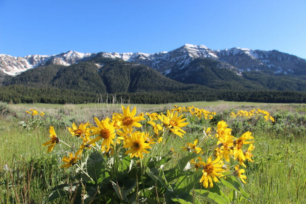 Beautiful yellow flowers in glen with mountains in background
