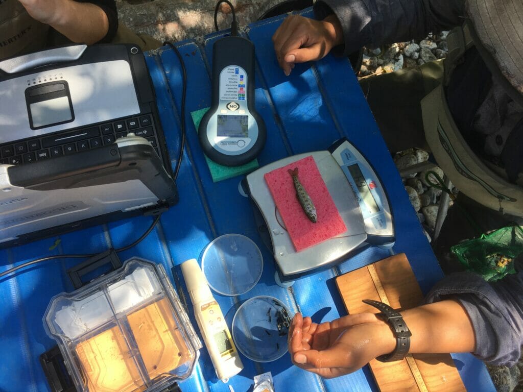 Above-view of table with equipment, including a small fish on a digital scale