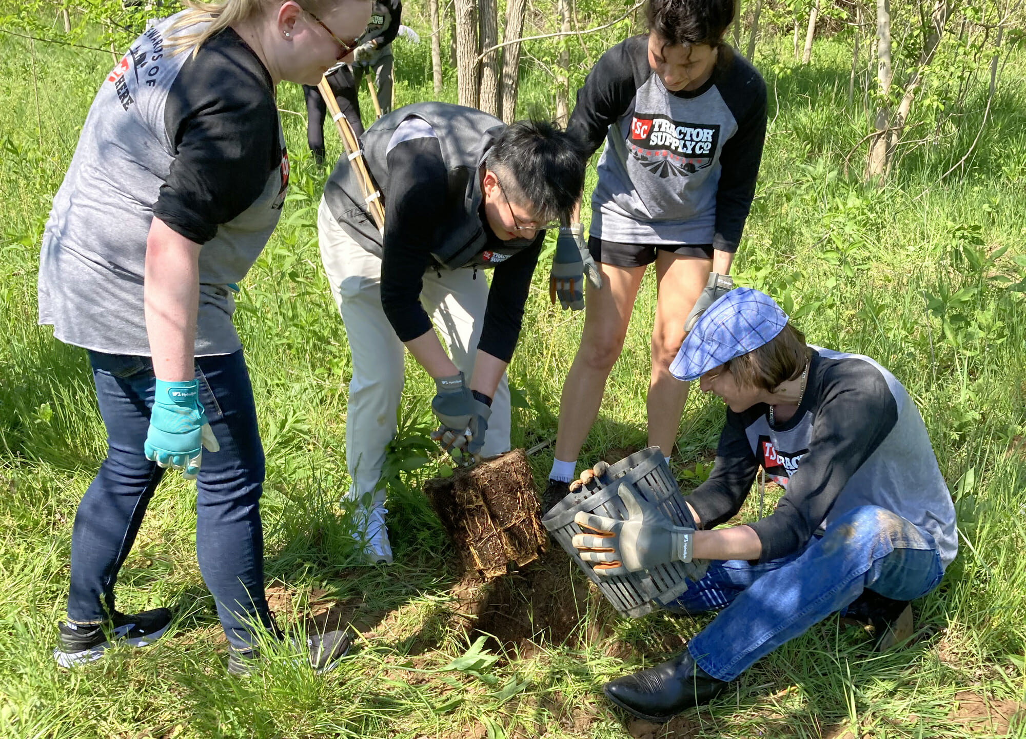 Four young people put tree into a hole they dug