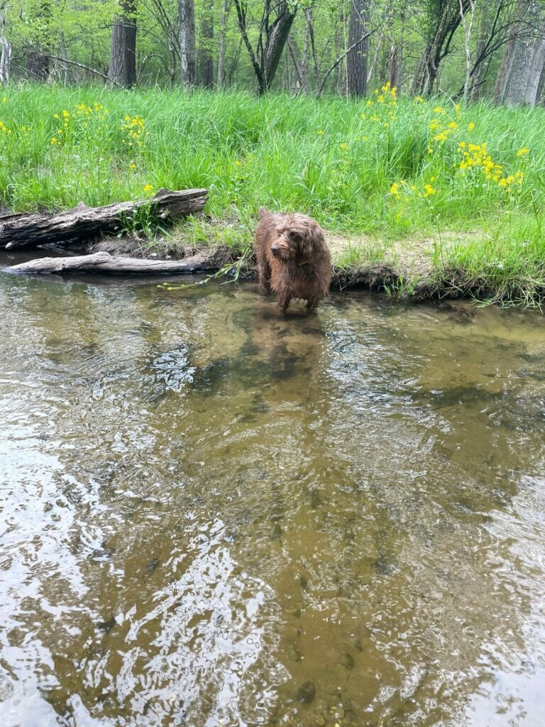 A brown Pudelpointer dog stands in a river looking right