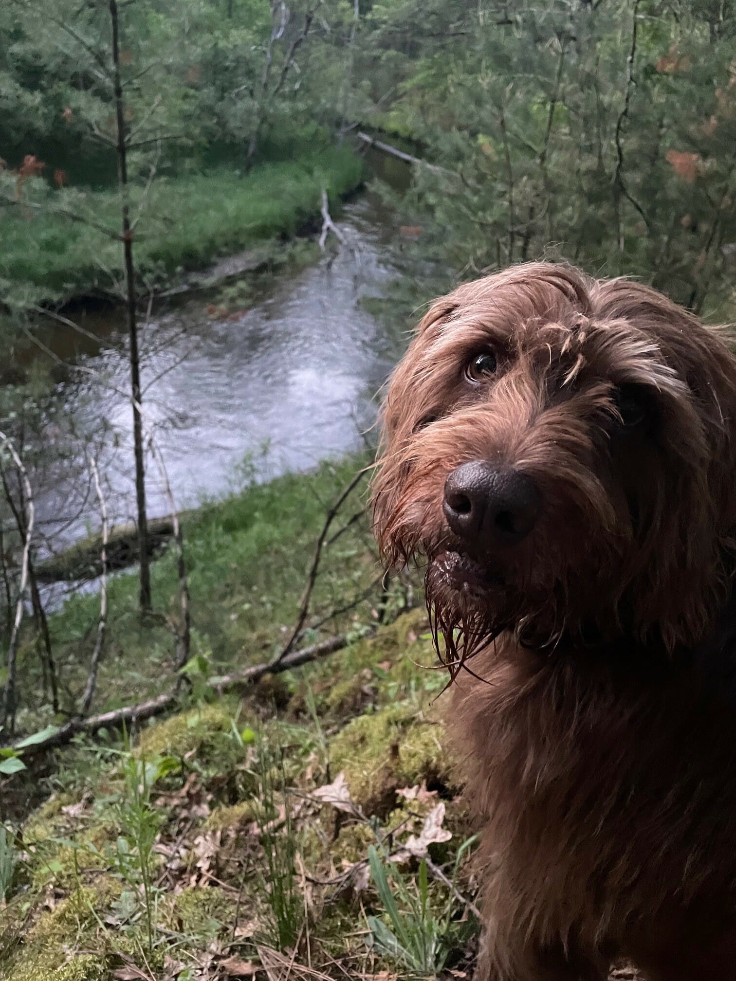 A brown Pudelpointer dog looks back at the camera from atop a hill over a river