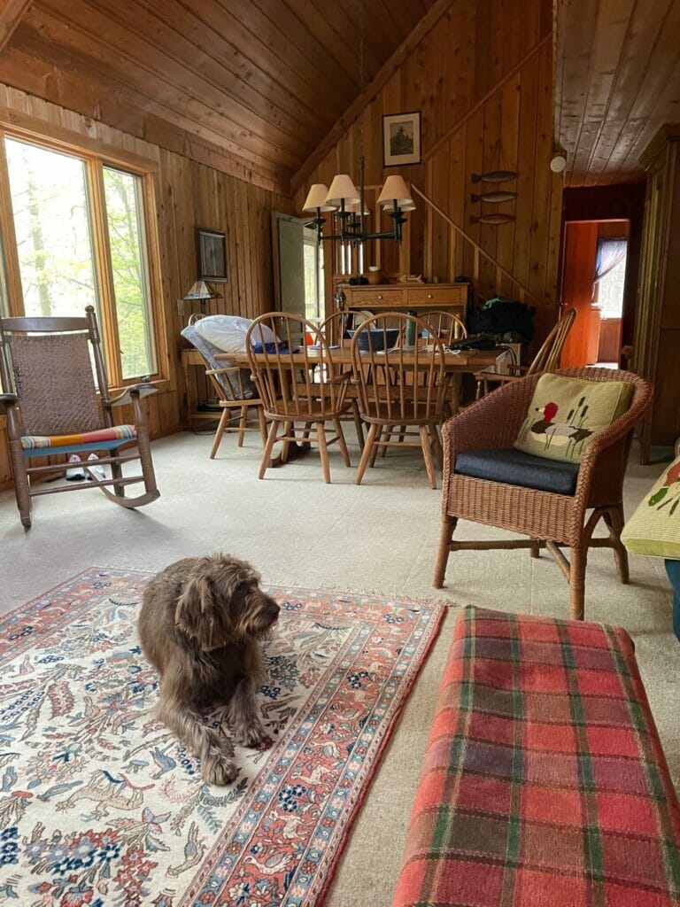 A brown Pudelpointer lays on a rug in a cabin