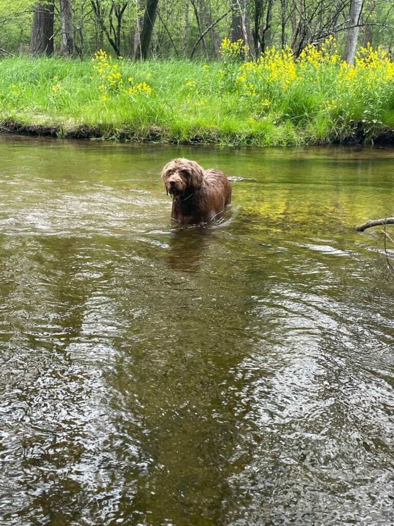 A brown Pudelpointer dog crosses through a river