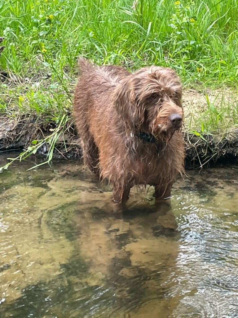 A brown Pudelpointer dog stands in a river