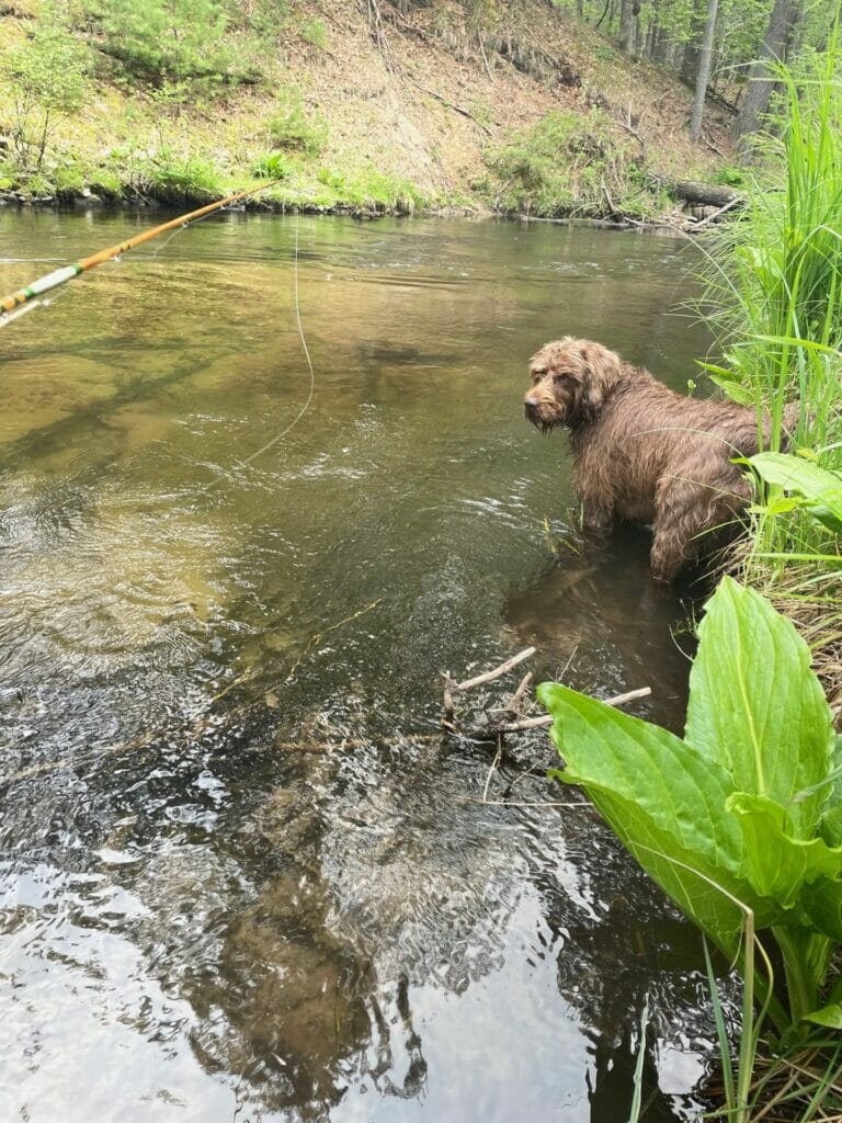A brown Pudelpointer dog stands in a river looking left