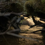 Man in river ducks under runnel of fallen branches and logs