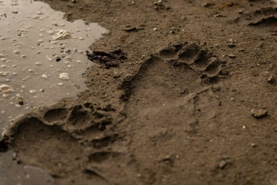 A footprint in sand next to water