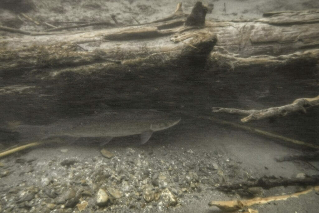 Under water shot of steelhead hiding next to a log