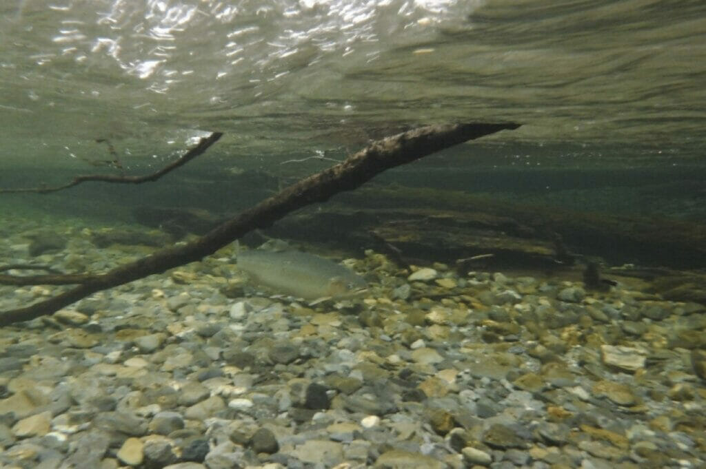 Underwater view of a steelhead next to a stick