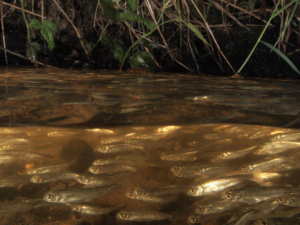 Water level splits the photo in half showing a school of small fish on the lower half
