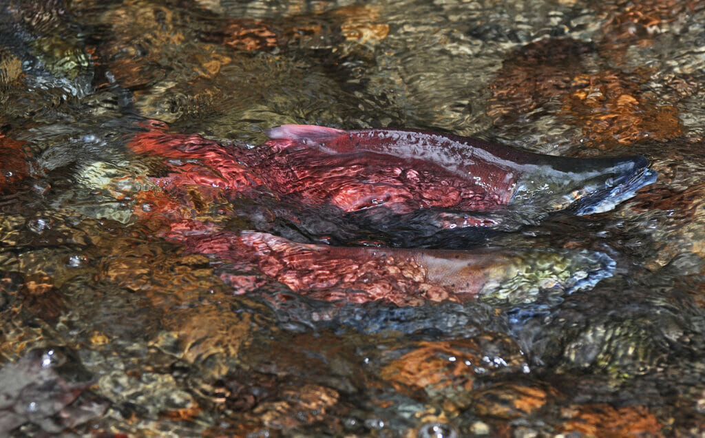 Two crimson colored fish at water level