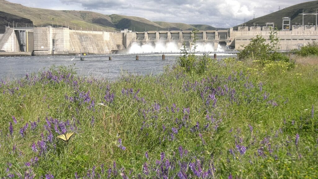 Damn with rushing water in the distance with flowers and grass in the foreground