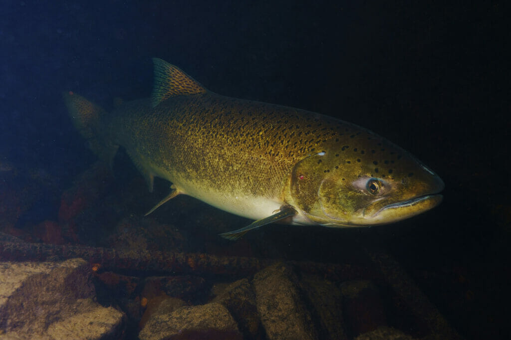 Underwater photo of a Chinook Salmon