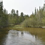 A gentle, shallow river in the woods