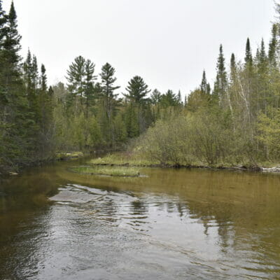 A gentle, shallow river in the woods