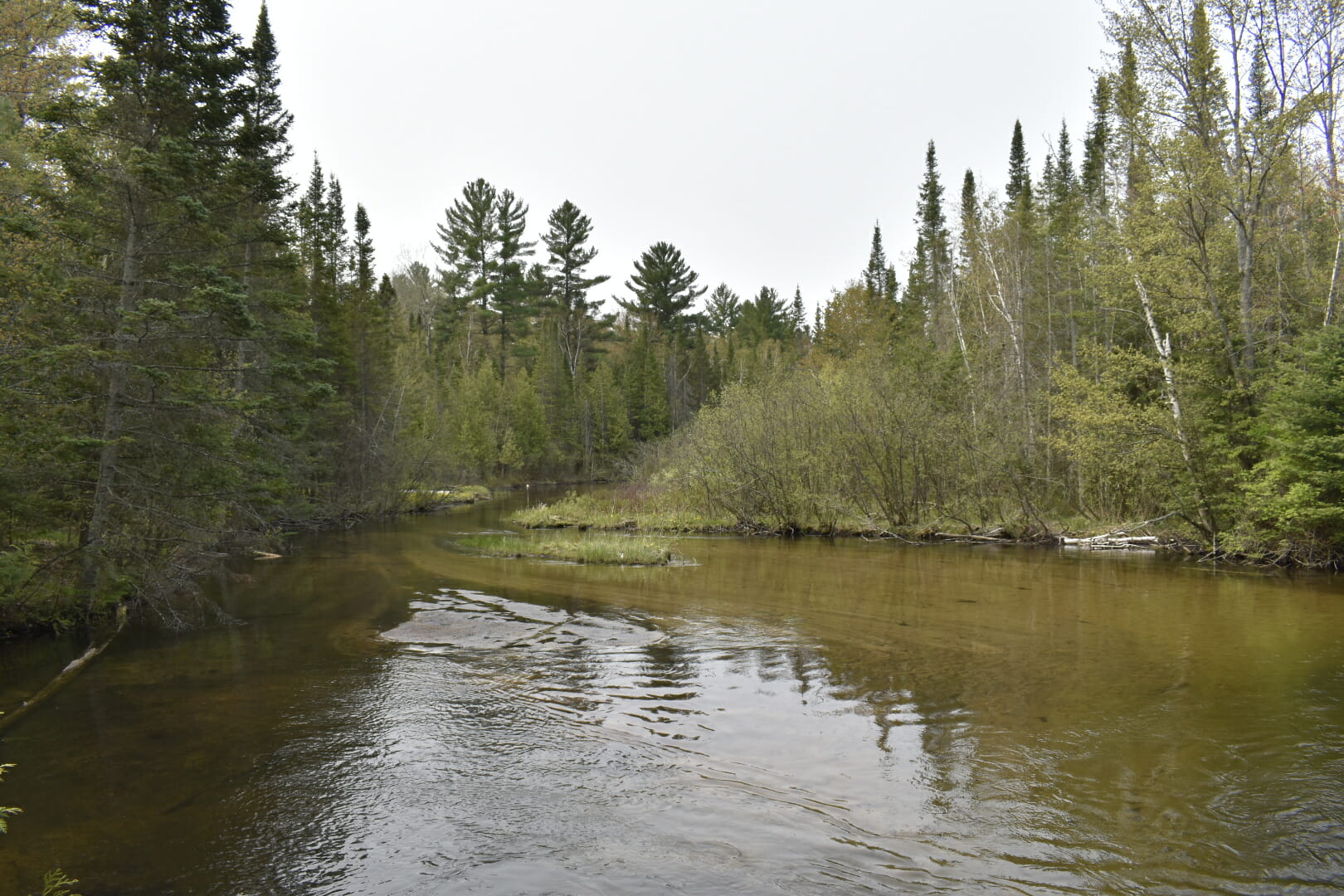 A gentle, shallow river in the woods