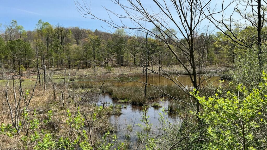 Wetland next to some woods