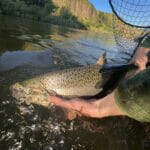 A large salmon being held just below the waterline from a boat