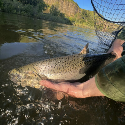 A large salmon being held just below the waterline from a boat