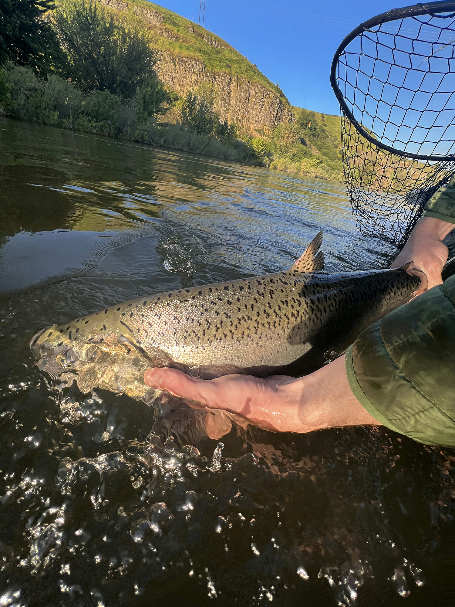 A large salmon being held just below the waterline from a boat