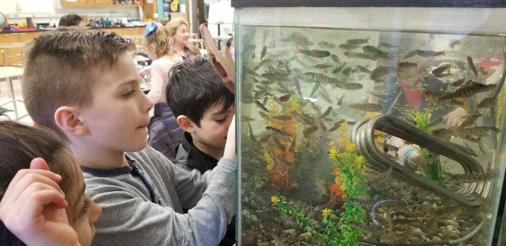 Students watch many spawned fish in a classroom tank