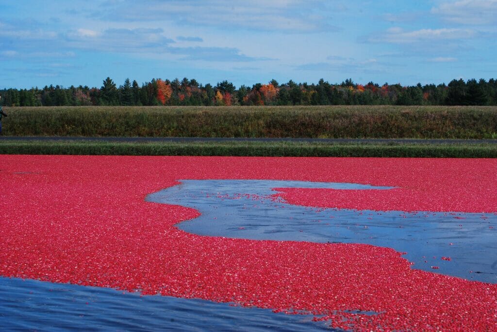 Thousands of cranberries floating in a stream