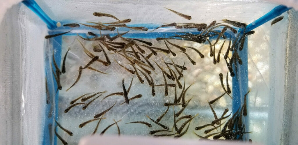 A couple dozen baby fish in a net