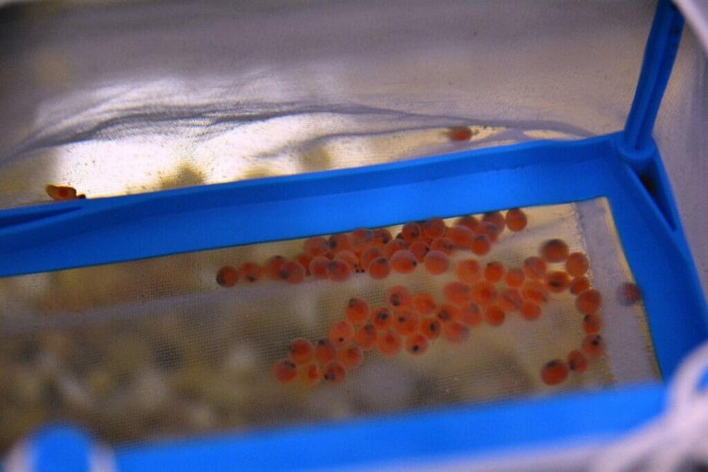 Orange trout eggs in a fish tank