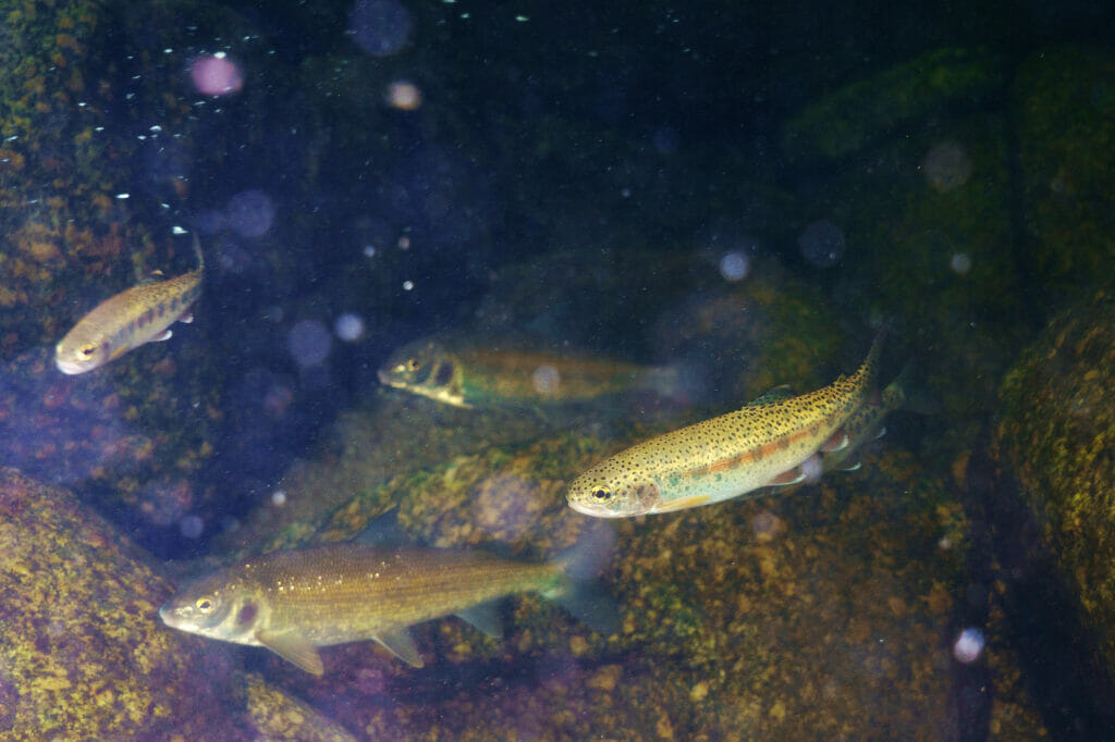 Four baby fish swim underwater