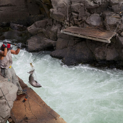 Man with a net pulls in a large salmon from a white water stream rushing through a narrow rock formation. The man's biceps are impressive.