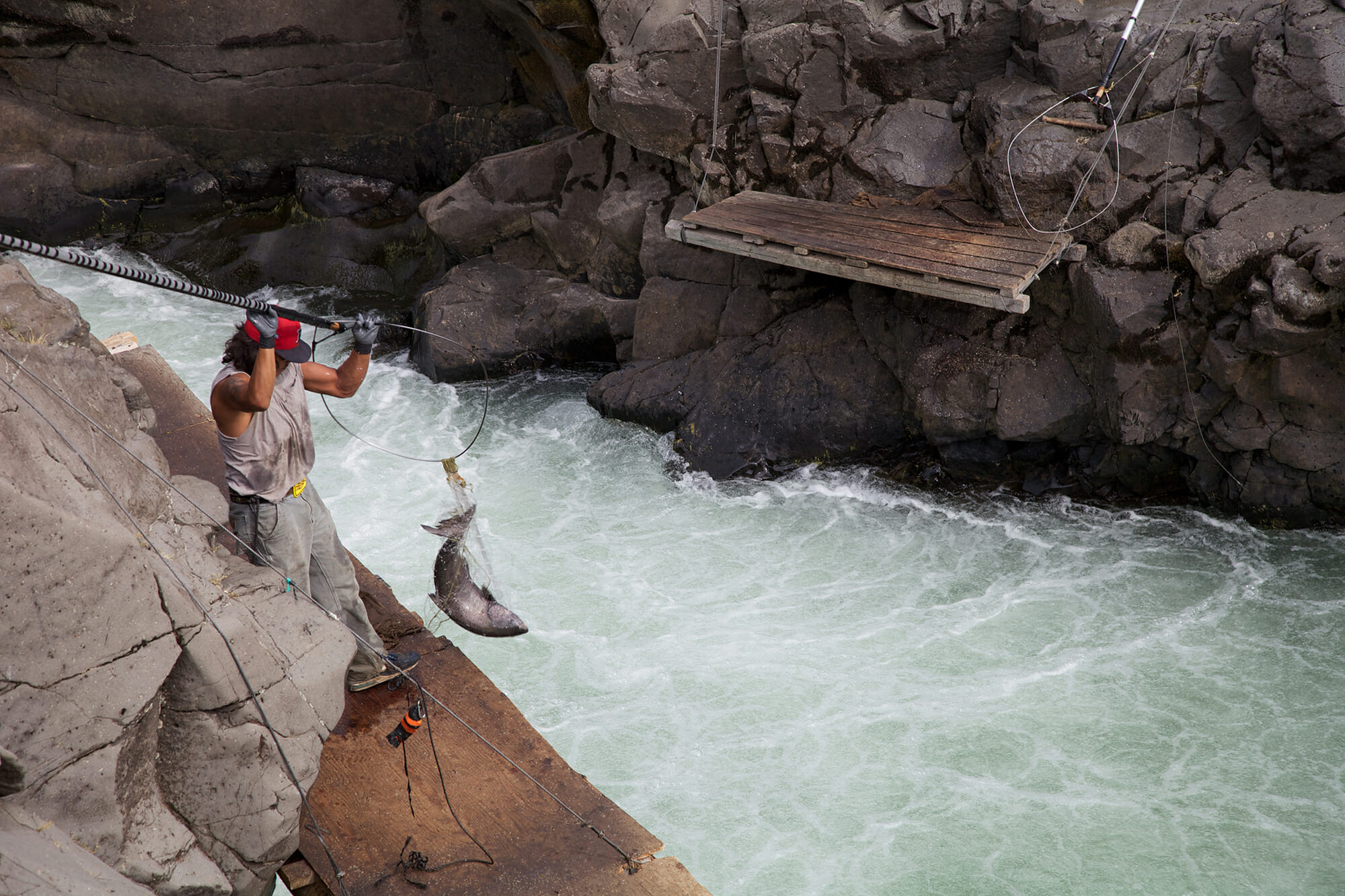 Man with a net pulls in a large salmon from a white water stream rushing through a narrow rock formation. The man's biceps are impressive.