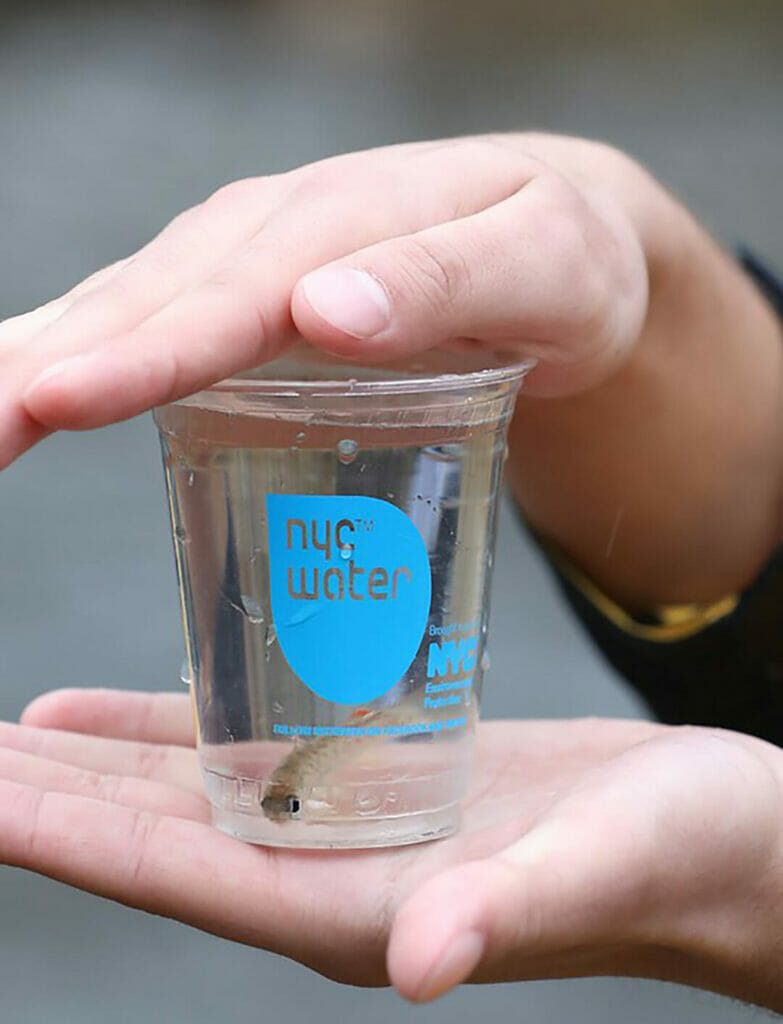 Two hands hold a jar containing a small fish