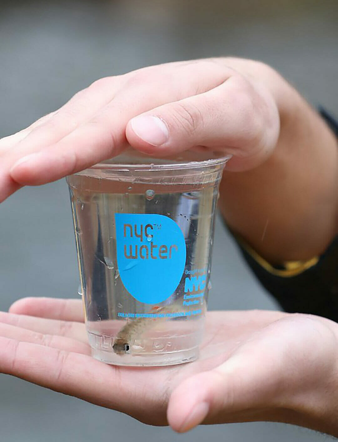 NYC Trout In The Classroom Student Perspective Trout Unlimited