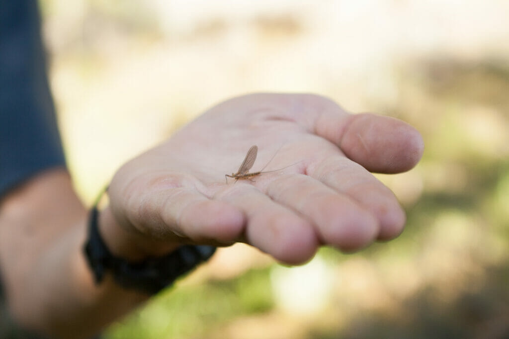 Close up of a fly that just hatched, resting on a hand