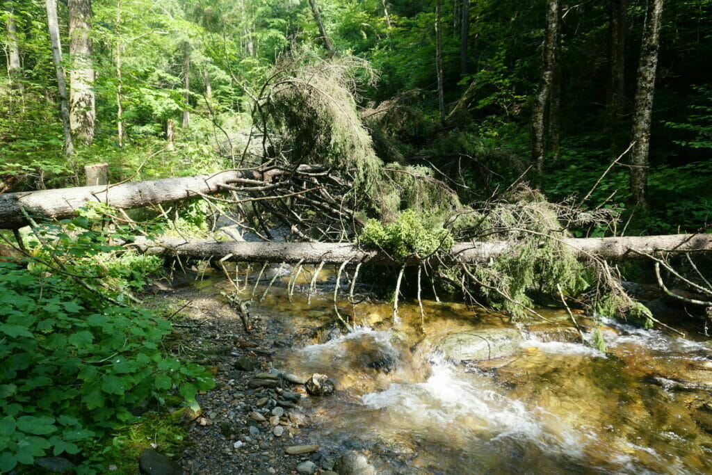 Rushing water under two fallen evergreens