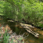 A narrow river in the woods