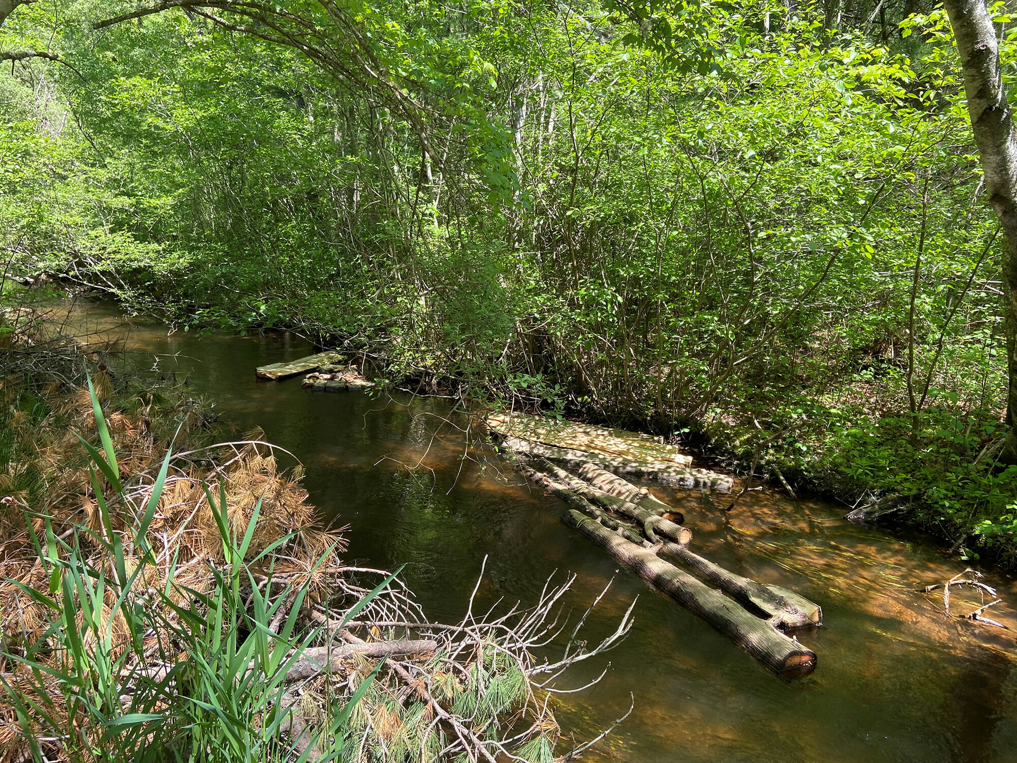 A narrow river in the woods