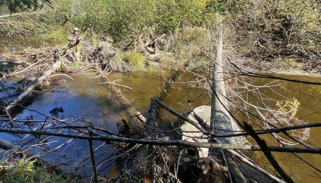 A man fishing in a stream with many fallen trees