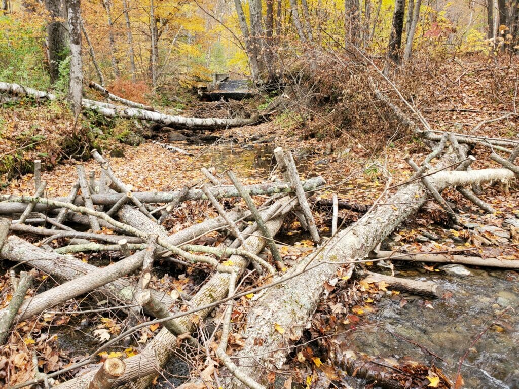 Branches and logs lay across a stream