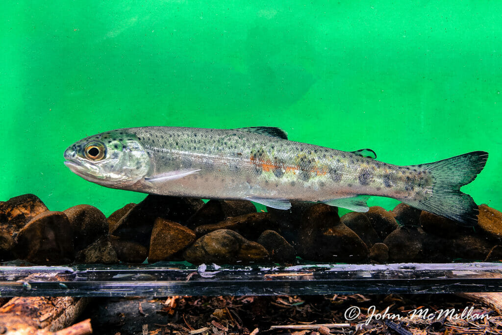 A small Smolt fish