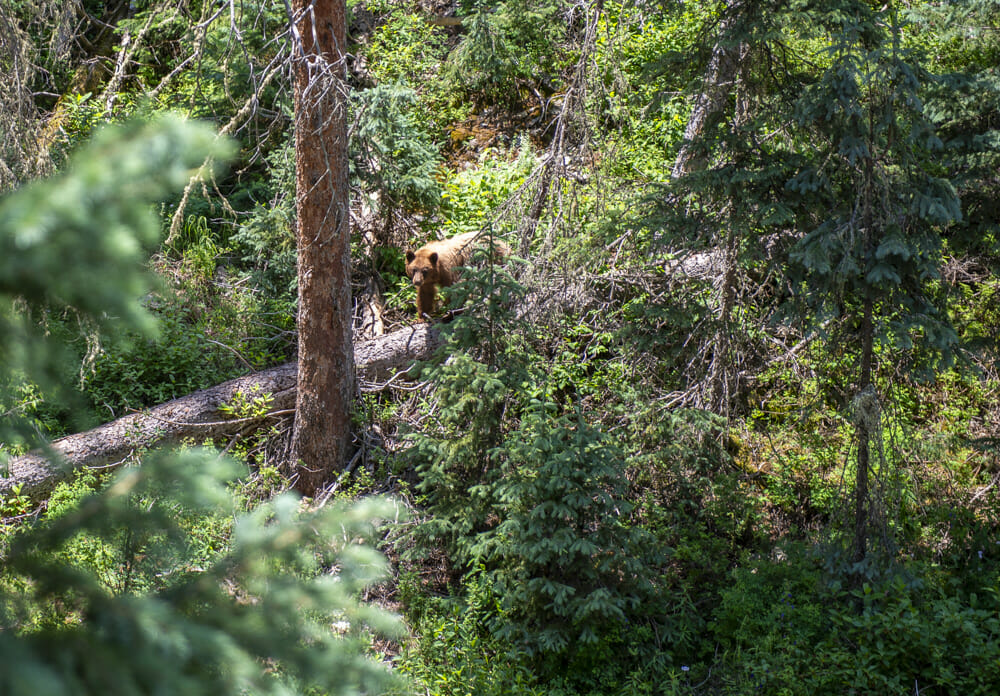 A black bear walking on a fallen log in the wild