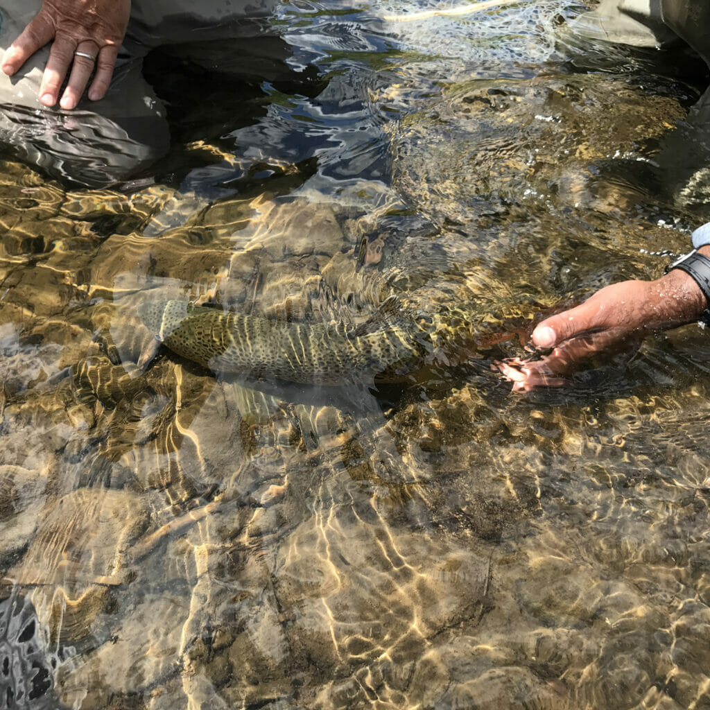 An open hand lets a fish go under some public waters
