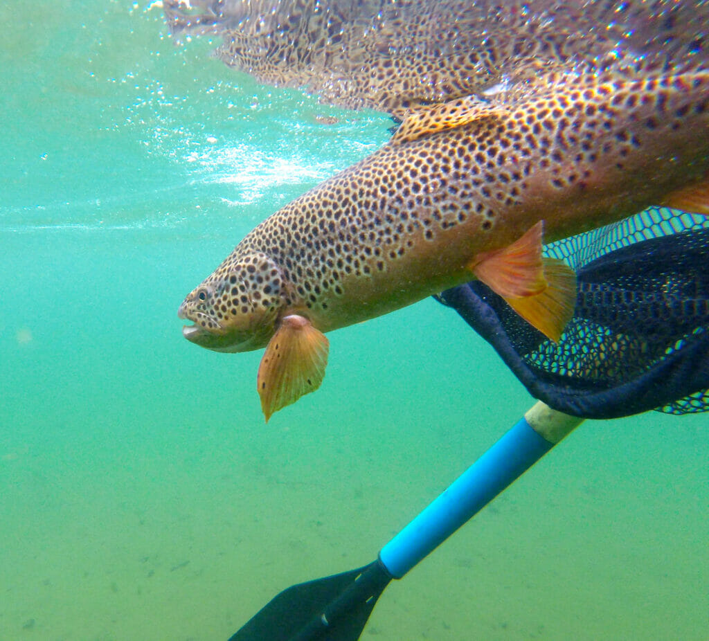 A brown and orange fish under water near a net and paddle