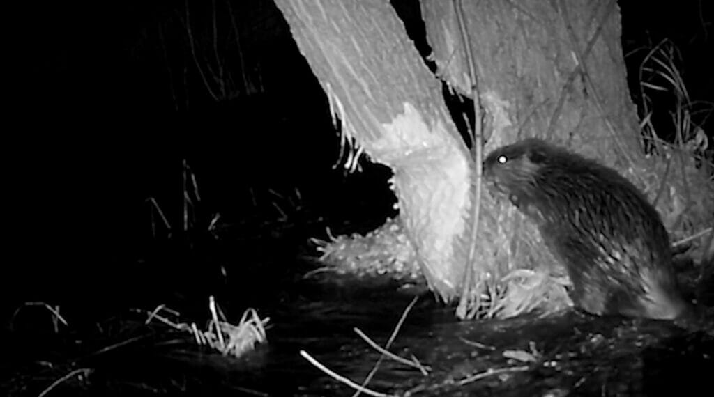 Night vision image of beaver chewing a tree by the Wallowa River