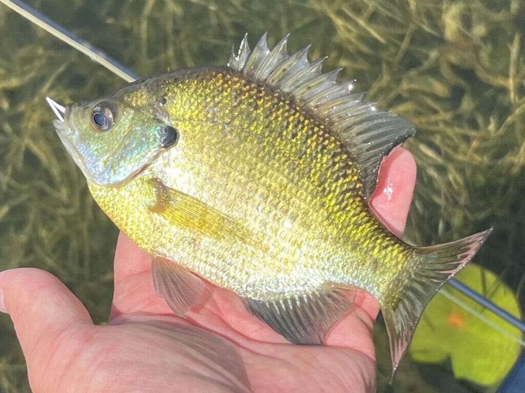 A fish lays fat on a person's hand and is a warmwater fish