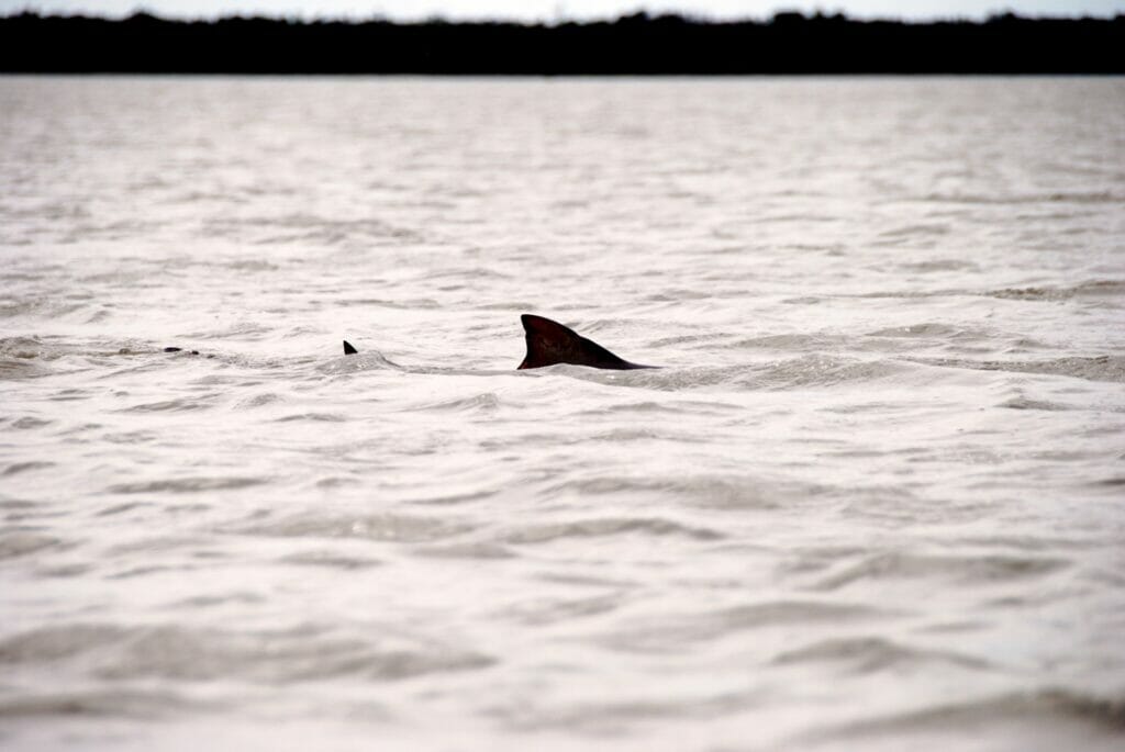 A shark fin seen just above the water