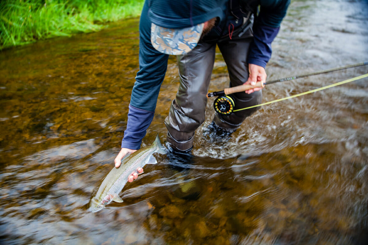 Man crouches in stream holding a fish's head underwater