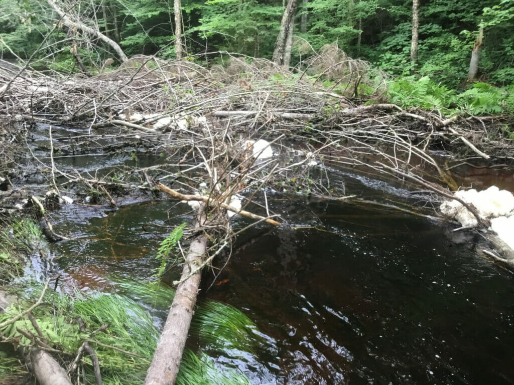 Fallen tree branches laying across a stream
