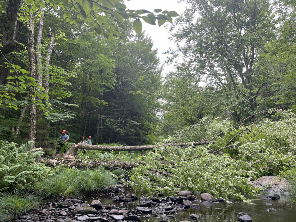 A cut tree lays across a stream