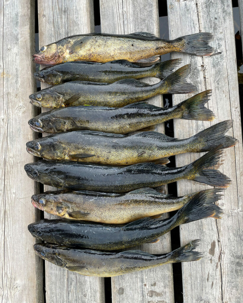9 dead fish lined up on a dock